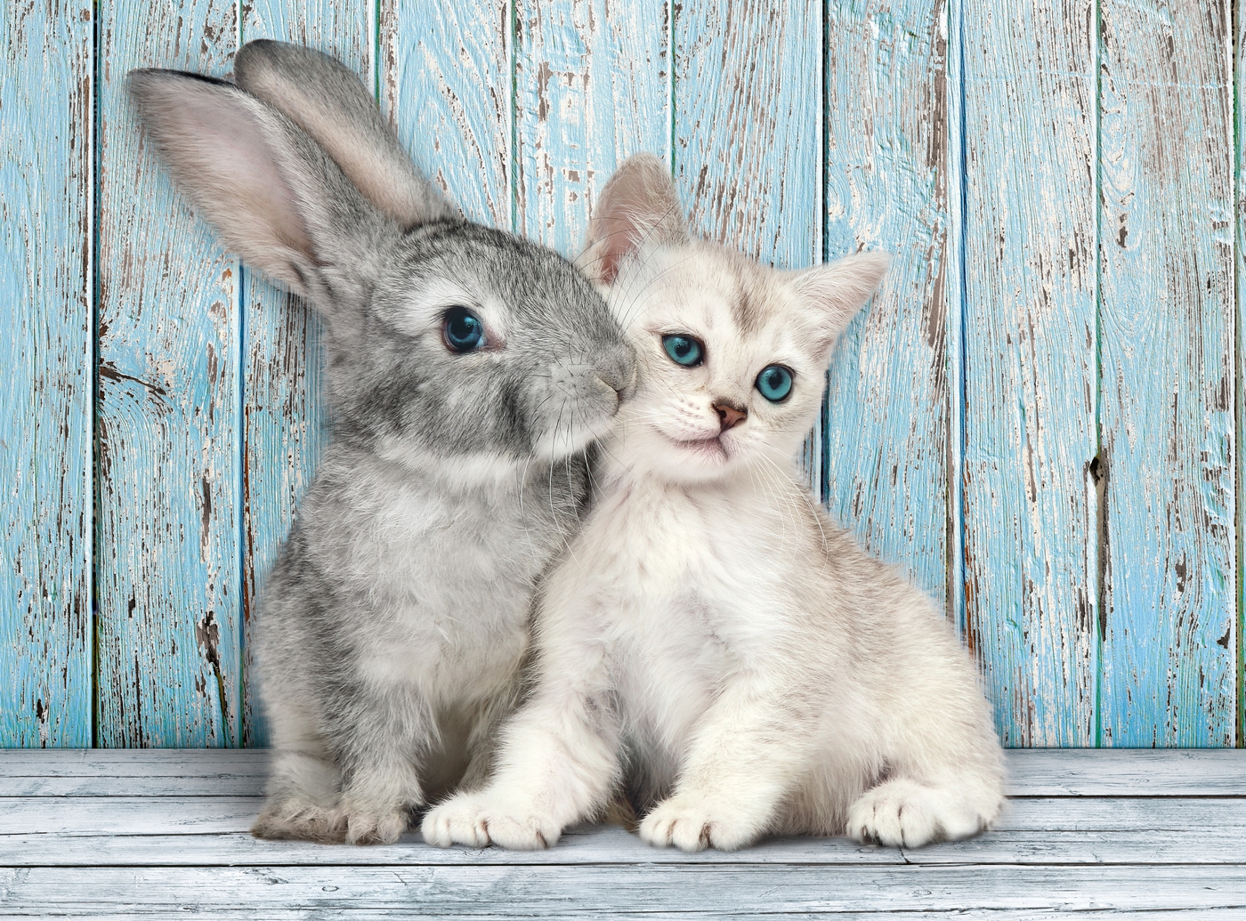  Clementoni Puzzle Cat & Bunny 500 PCS ( 49 x 36 CM) - For Age 14 Years Old Multicolor 