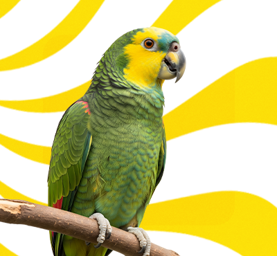 Birds Supplies