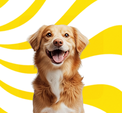 Dogs Supplies