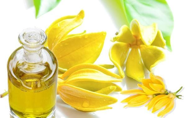 زيت اليلانج يلانج زيت عطري زجاجة زيت شفافة مع زهور اليلانج يلانج الصفراء