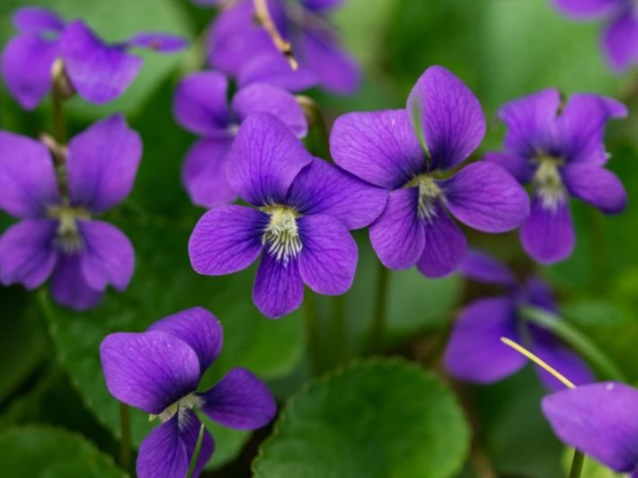 Closeup of purple flowers with green leaves