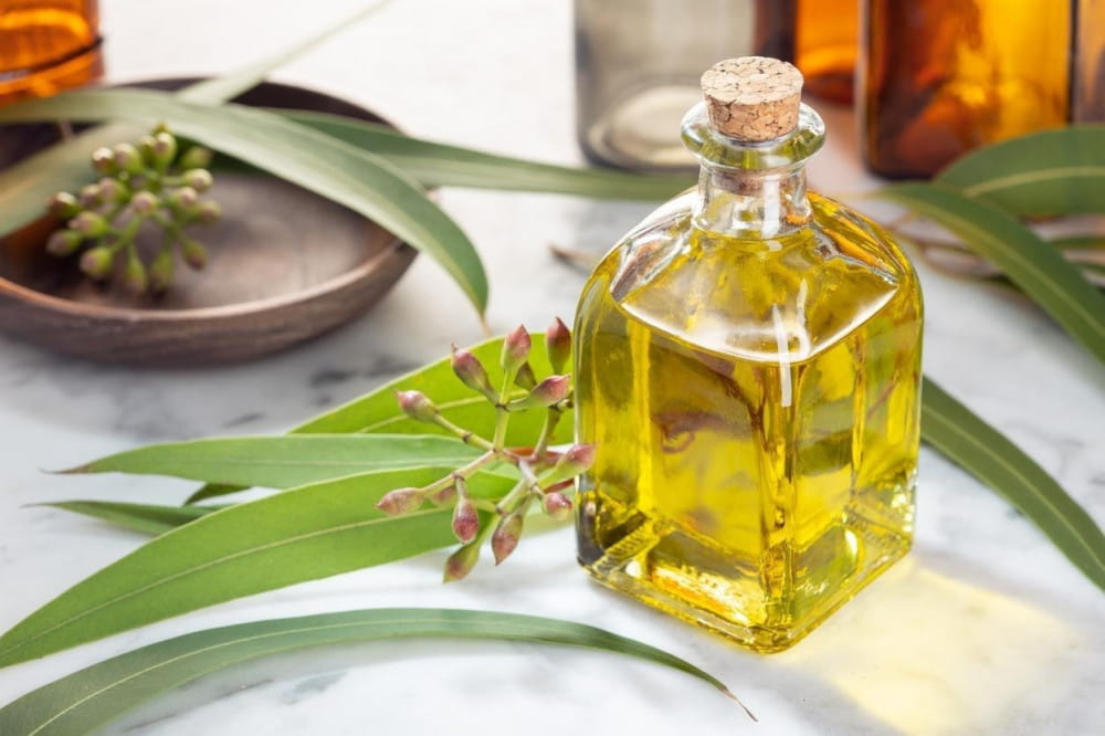دهن الكافور زيت عطري في زجاجة مربعة بغطاء خشبي بجانب أوراق الكافور