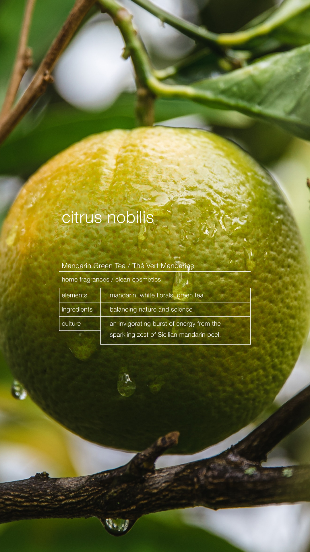  معطر جو سيتروس نوبيليس من زينولوجي | Citrus Nobilis Room Spray by Zenology 