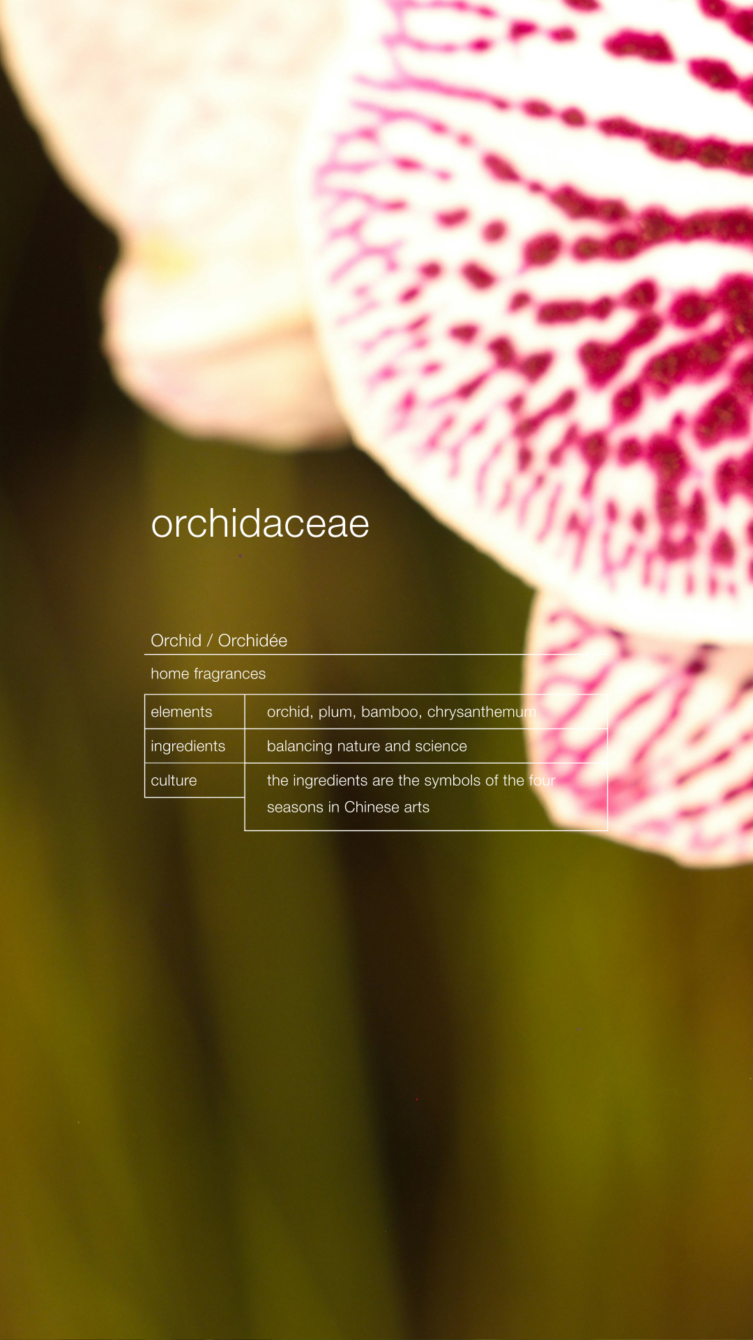  Orchidaceae Room Spray by Zenology 