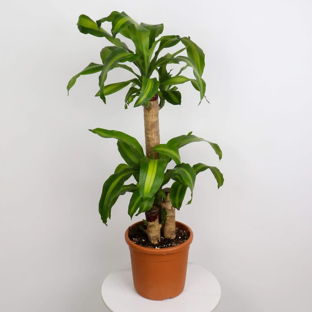 نبتة دراسينا ماسنجانا (Dracaena massangeana) الصغيرة تجسّد جمال الدراسينا في حجم أنيق يناسب المساحات المحدودة