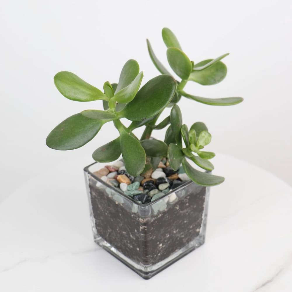 نبتة كراسولا أوفاتا صنست (Crassula Ovata Sunset)، المعروفة باسم 