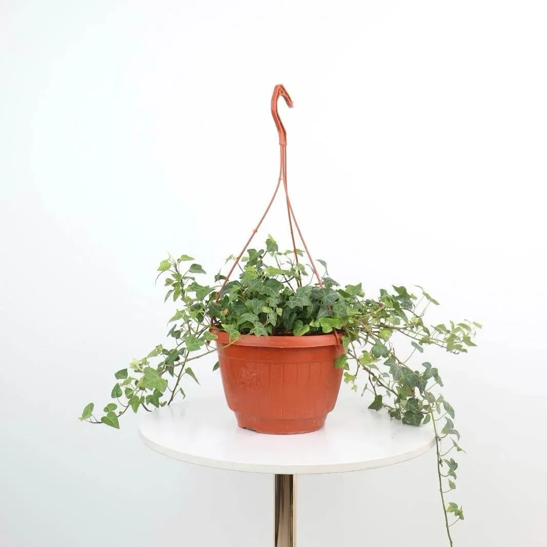 نبتة هيدرا (Hedera helix) المعروفة باسم الإفي الإنجليزي، هي واحدة من أكثر النباتات العلاقية شهرة وأناقة. 