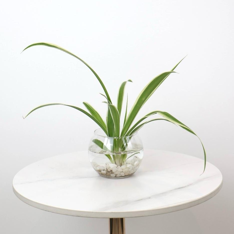 نبتة العنكبوت المائية (Spider Plant) تعد من أكثر النباتات الداخلية شهرة بفضل قدرتها على النمو في الماء بدون تربة، مما يجعلها خيار مثالي لمحبي النباتات .