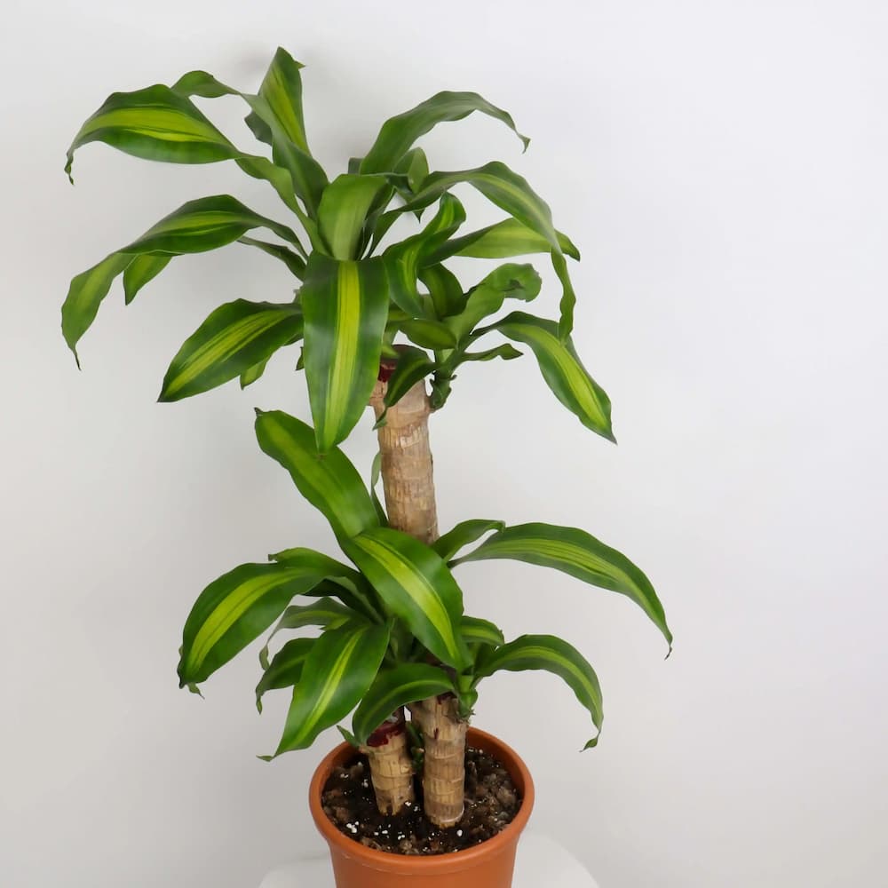Dracaena Massangeana 3 Stems - Small