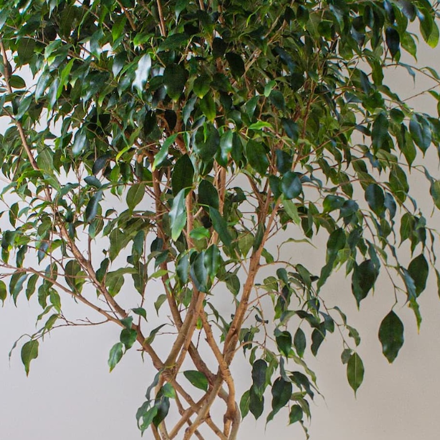 نبتة فيكس بنجامينا المجدولة (Ficus benjamina braided) هي واحدة من أكثر النباتات الداخلية جاذبية وأناقة. 