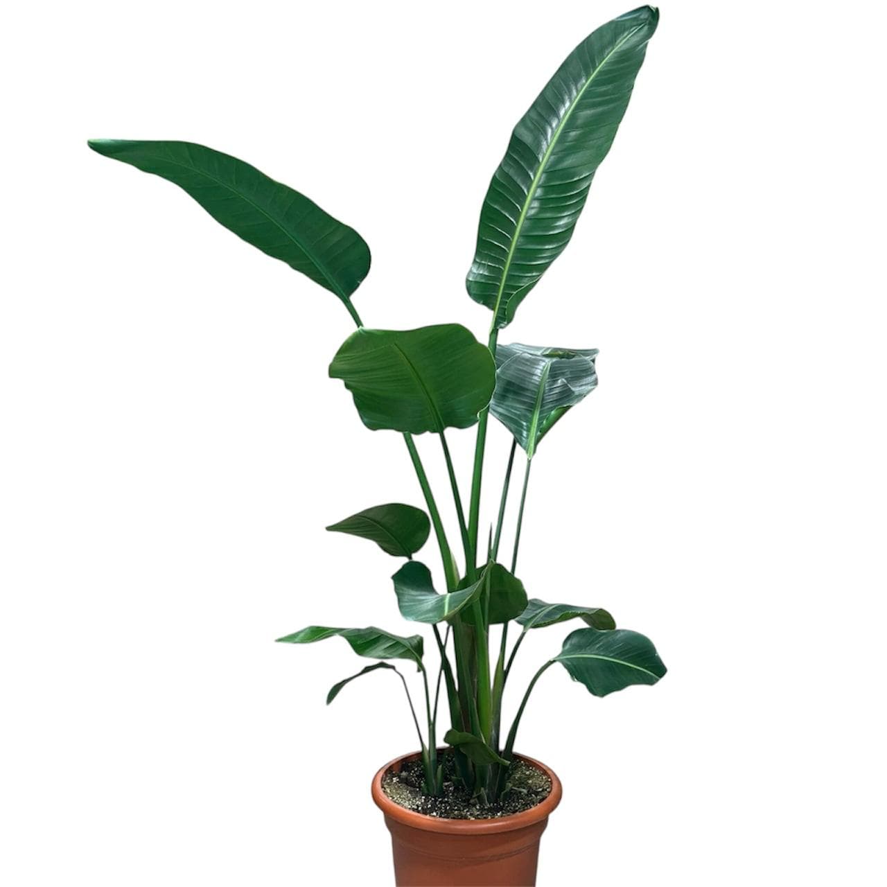 نبتة عصفور الجنة (Strelitzia reginae) هي واحدة من أكثر النباتات الاستوائية سحرا وجاذبية. وموطنها الأصلي جنوب أفريقيا.