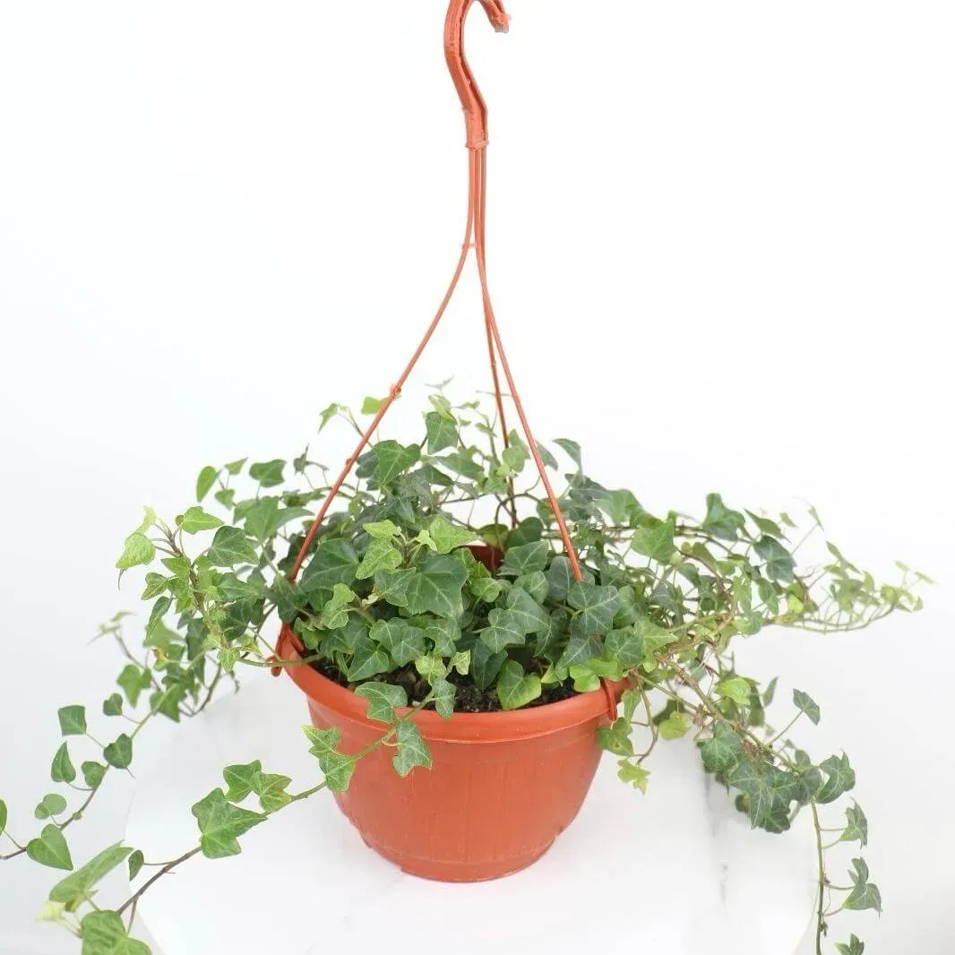 نبتة هيدرا (Hedera helix) المعروفة باسم الإفي الإنجليزي، هي واحدة من أكثر النباتات العلاقية شهرة وأناقة. 