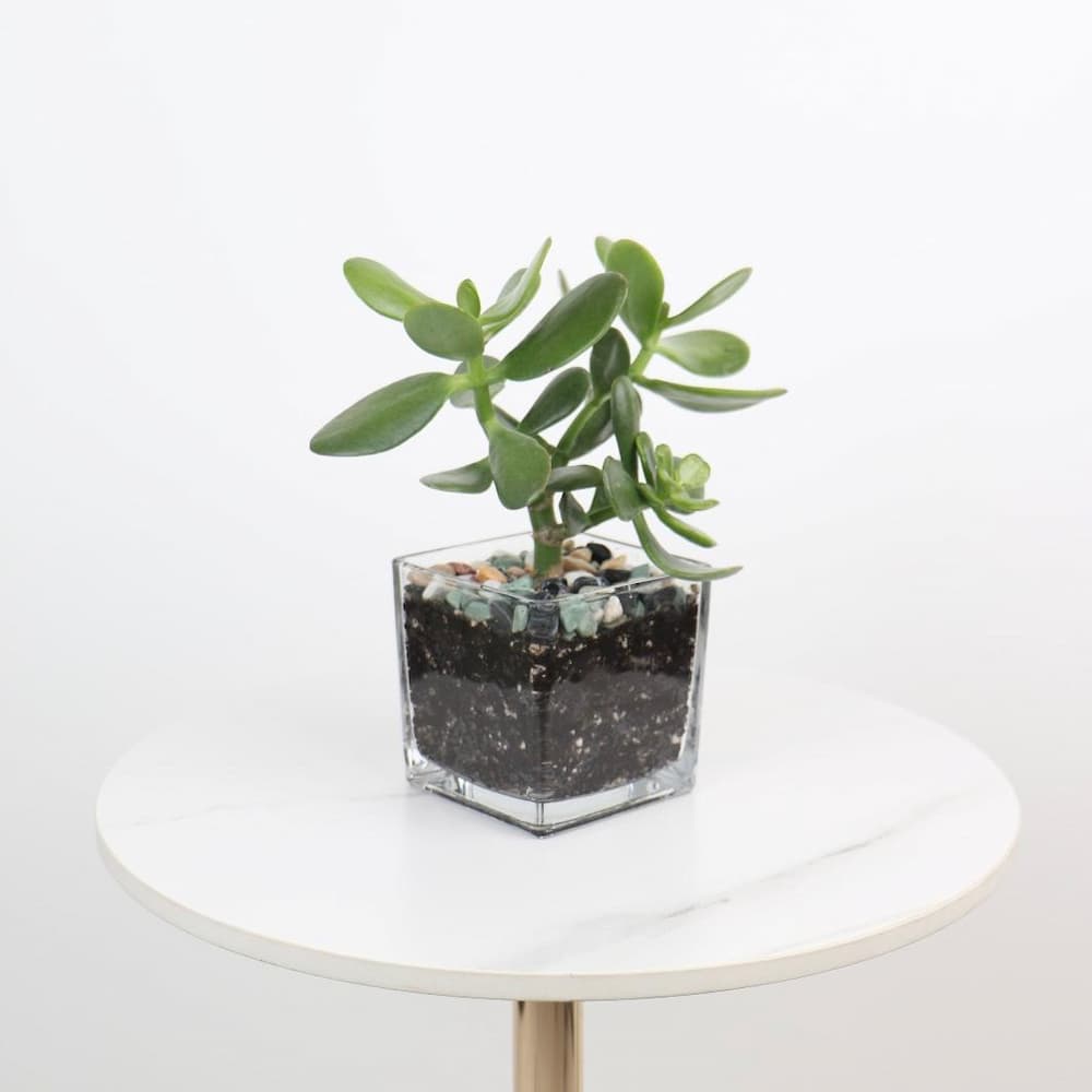 نبتة كراسولا أوفاتا صنست (Crassula Ovata Sunset)، المعروفة باسم 