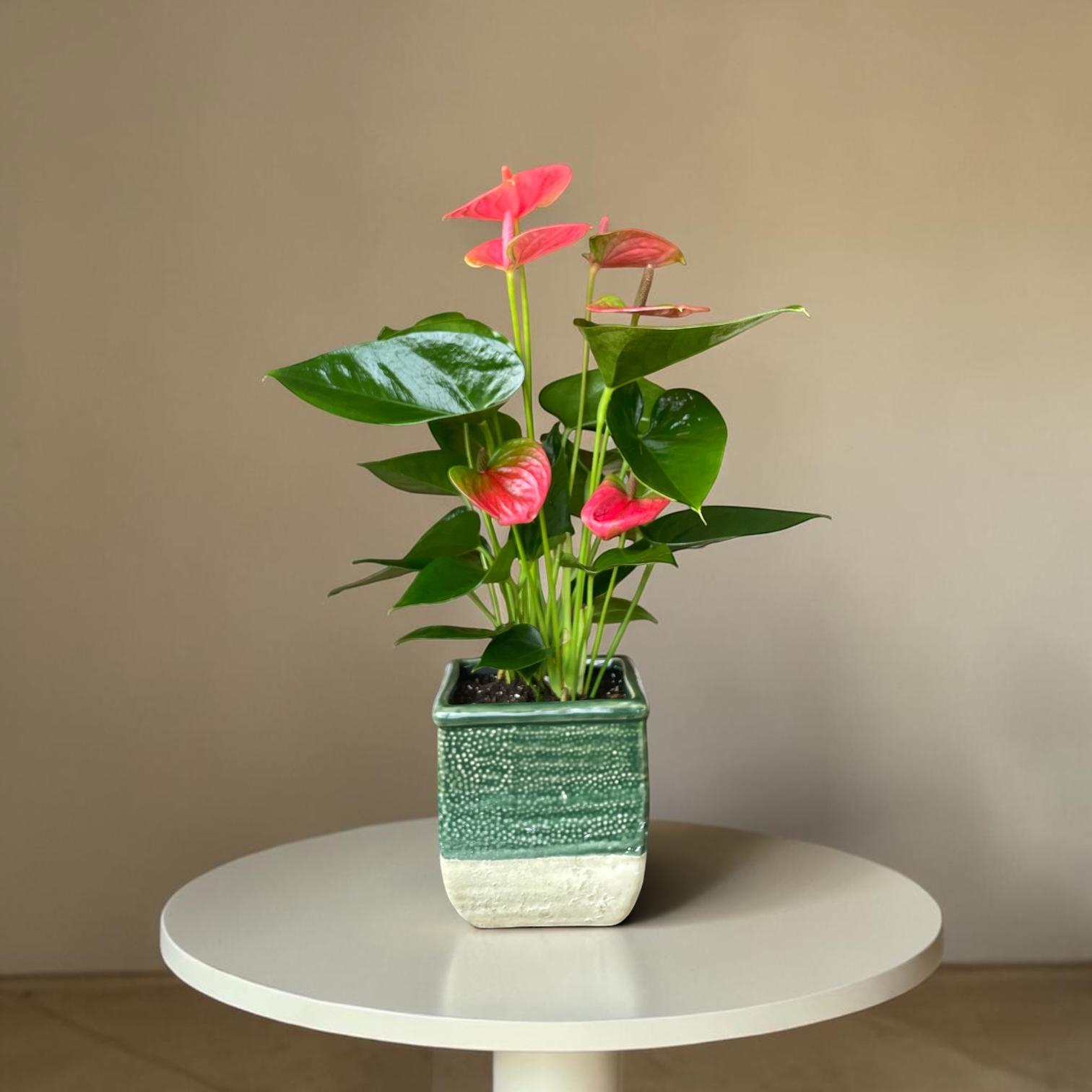 Pink Anthurium in a ceramic pot adding an elegant, lively touch.