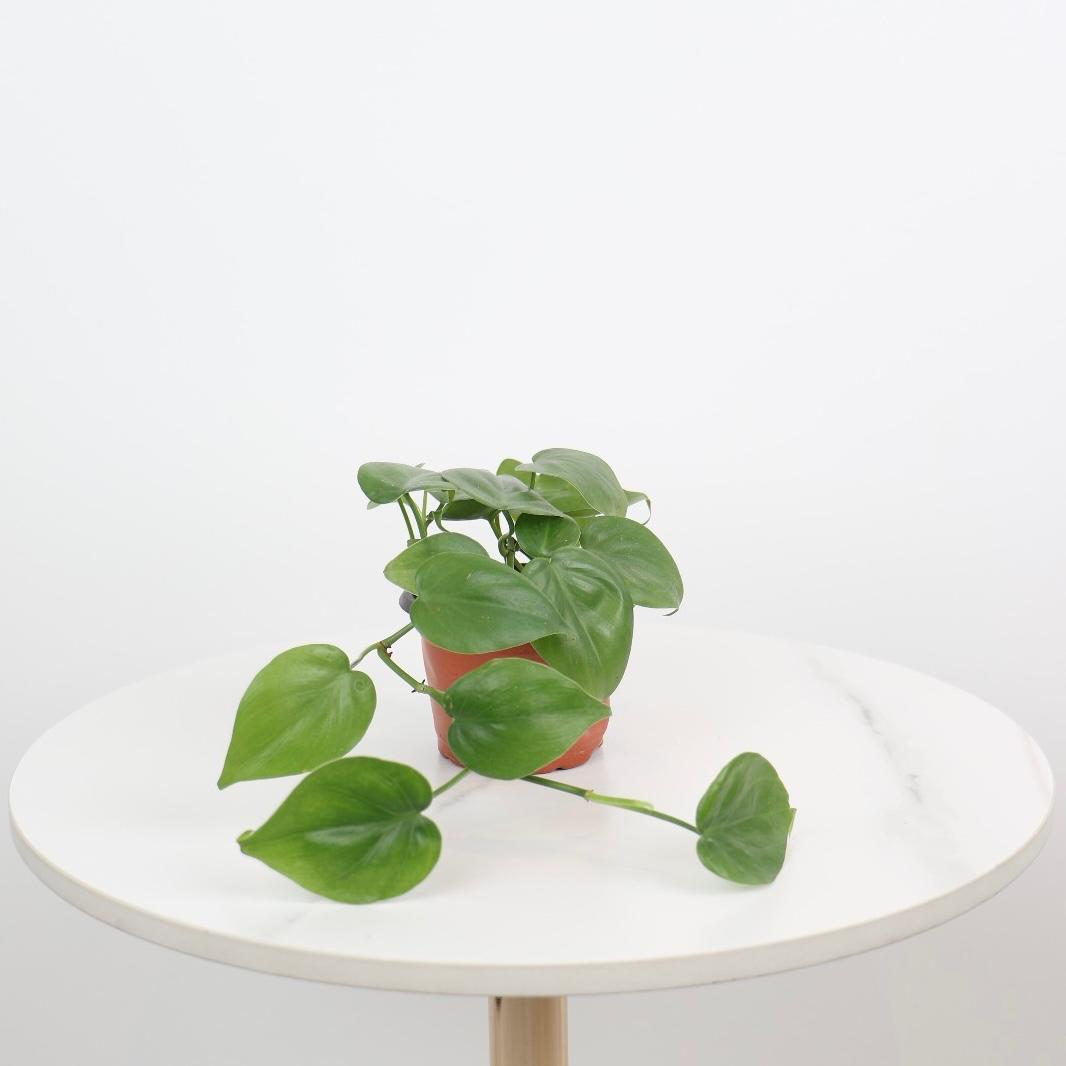 albo heartleaf philodendron Philodendron Hederaceum(Heartleaf) ALBO Variegated 3 – SOUL PLANT main image 0