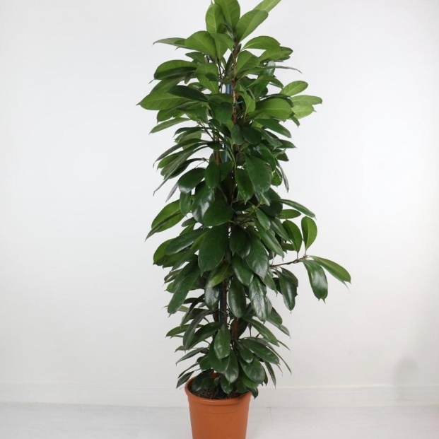 scindapsus pictus plant Scindapsus pictus 'Exotica'  Foliage Factory