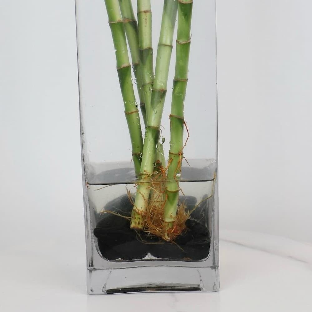 Bamboo Braided Plant in Glass Vase