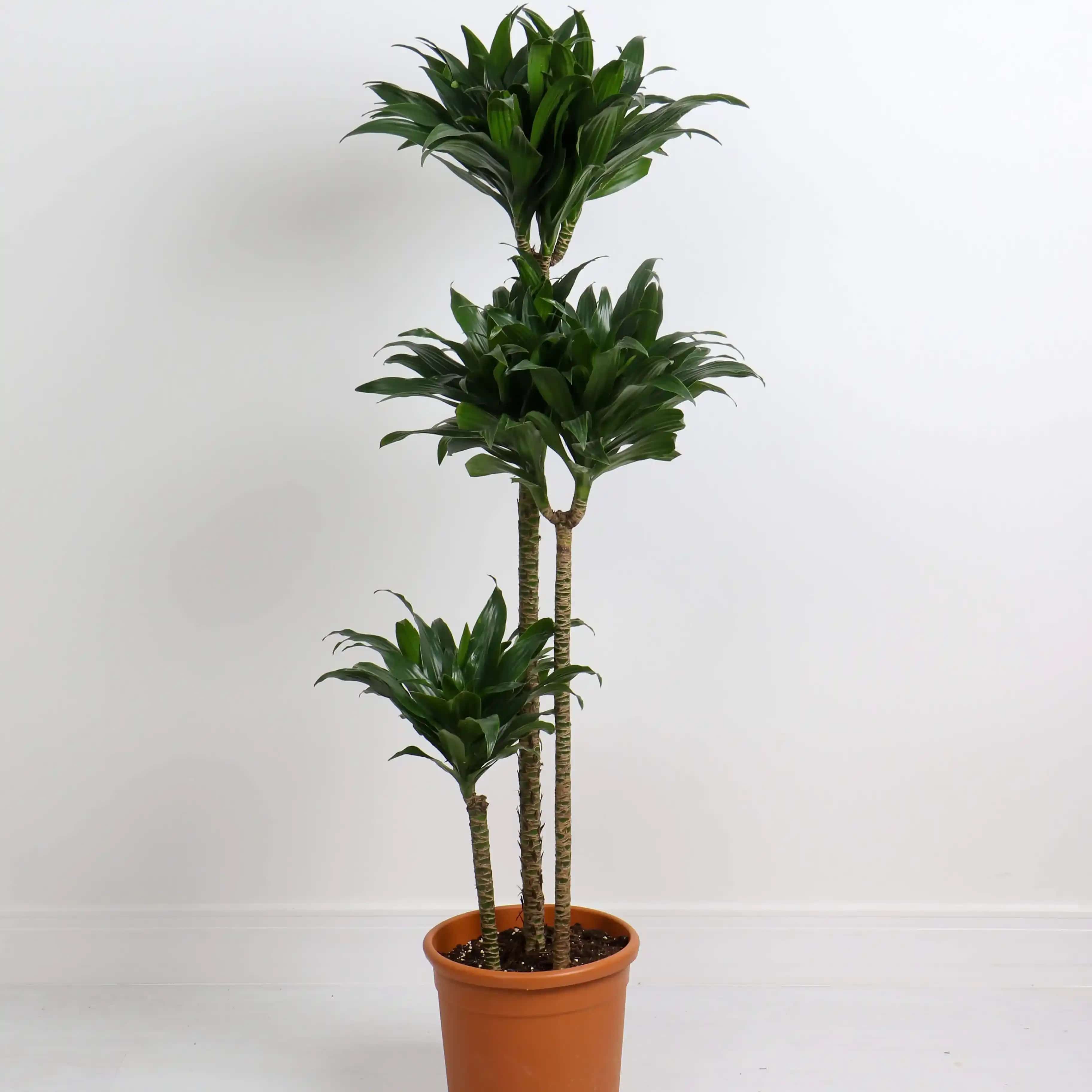 dracena marginata cena Dracaena Marginata Braided | Large Houseplants for Delivery main image 1