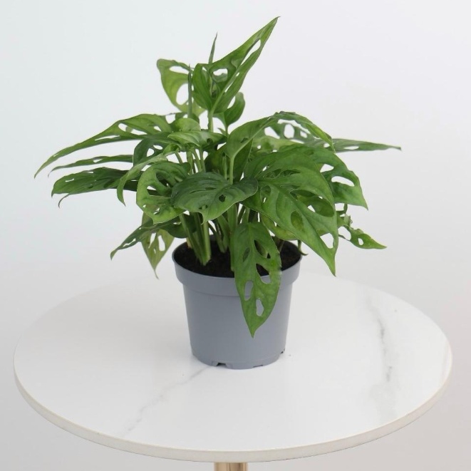 Monstera adansonii Monkey