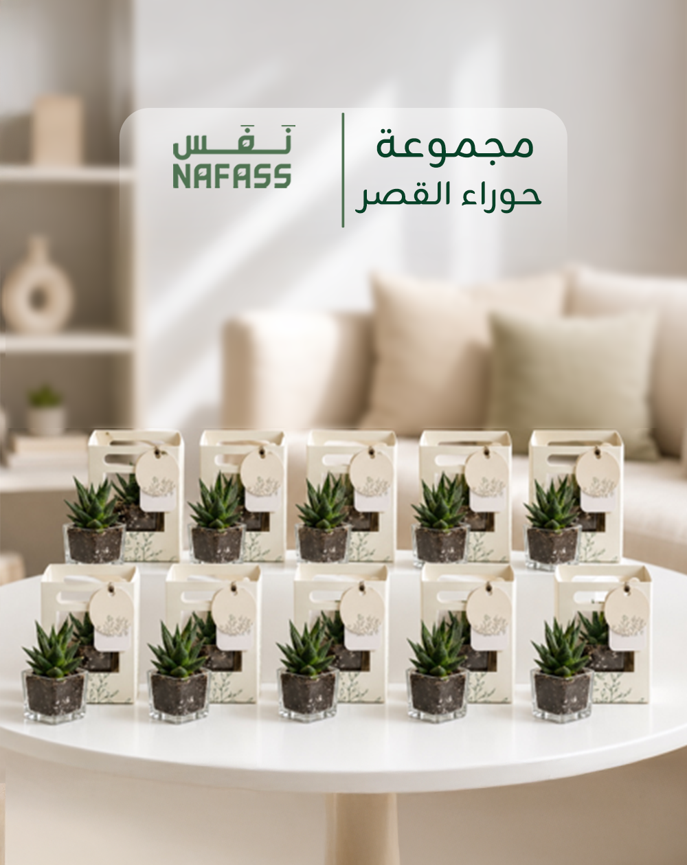 مجموعة الصبار (10 حبات)