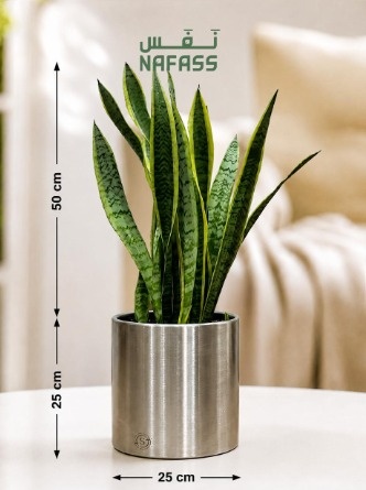 OTS Steel Round 25x25 cm  planted with snake plant 50 cm 