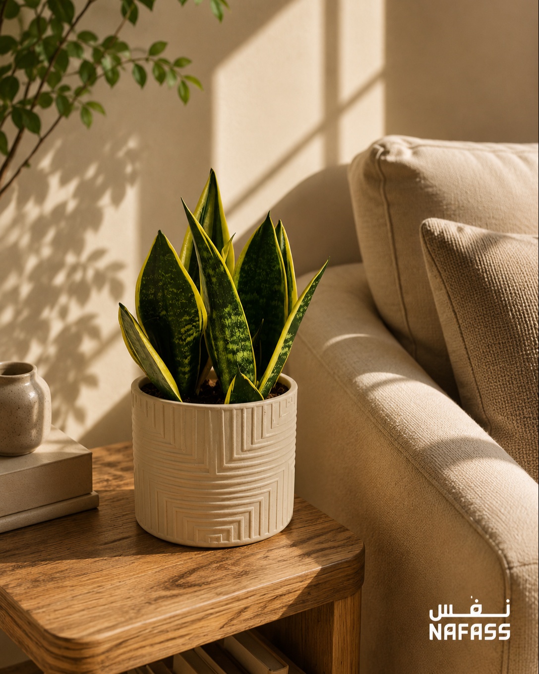 Elegant Grey Ceramic Planter with Snake Plant (Sansevieria)