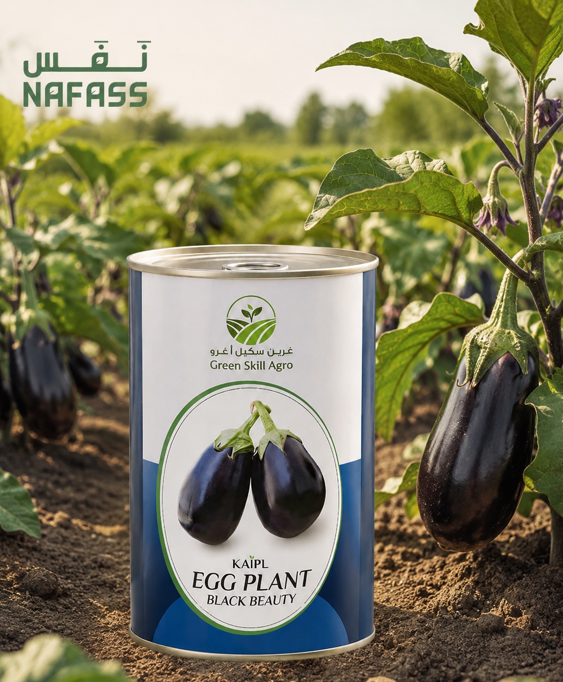 Egg Plant Black Beauty Seeds