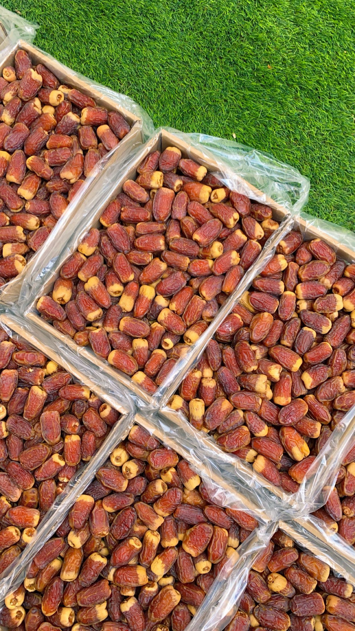 صقعي مبروم أحمر 
