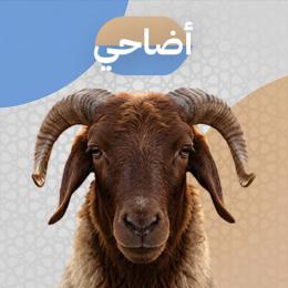 أضاحي