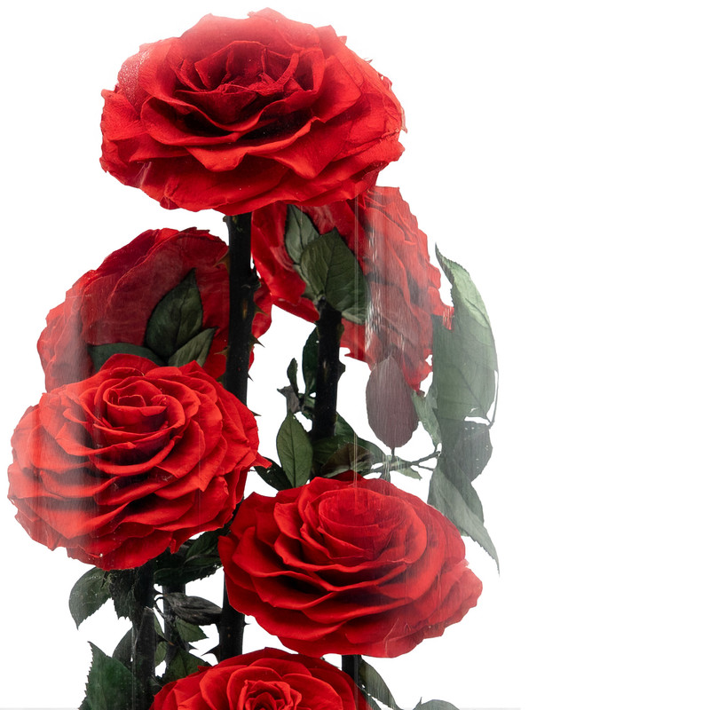  روز آند لايف – قبة 