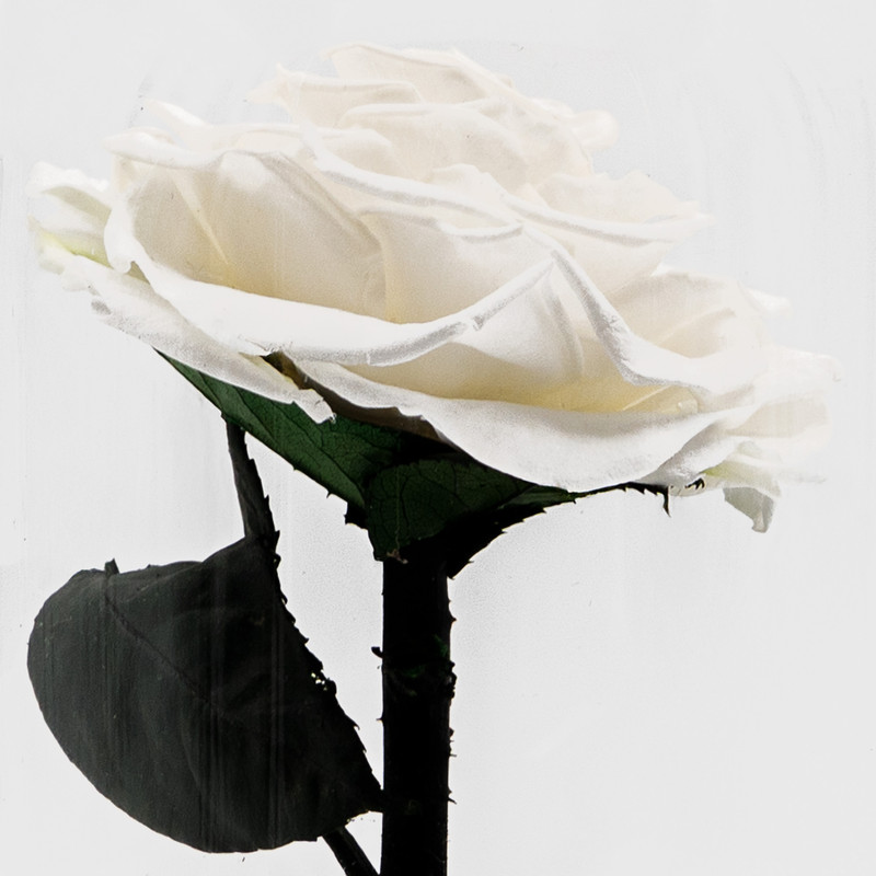  Rose & Life The Little Prince Dome | Colour: White 