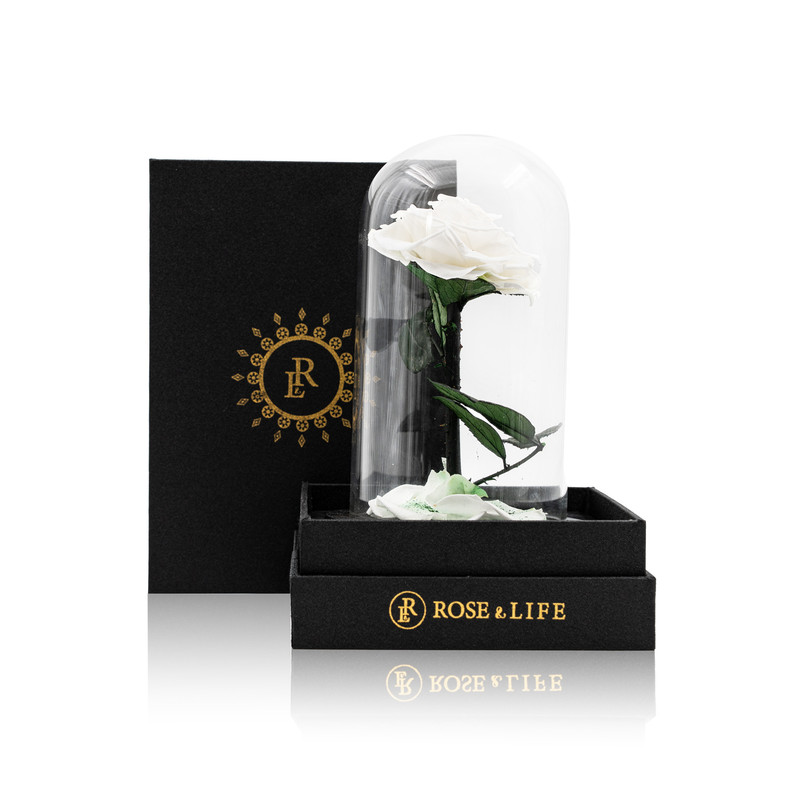  Rose & Life The Little Prince Dome | Colour: White 