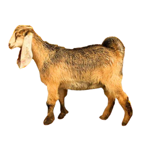 التيس الكشميري