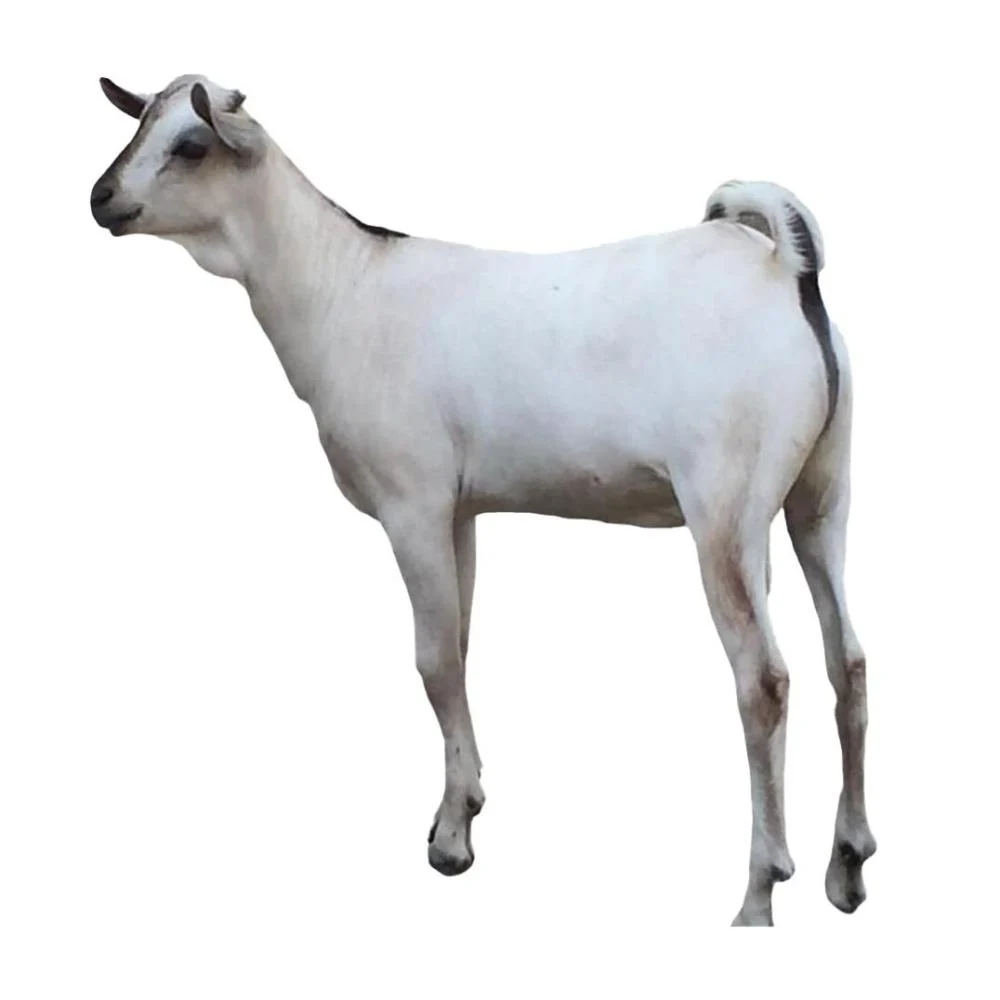 تيس بربري