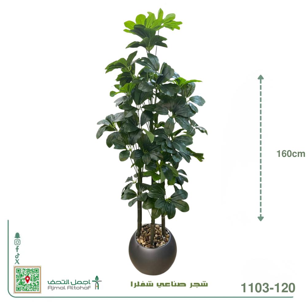   1103-120 شجرة الشفلرا (Schefflera)، وتُعرف أيضاً باسم 