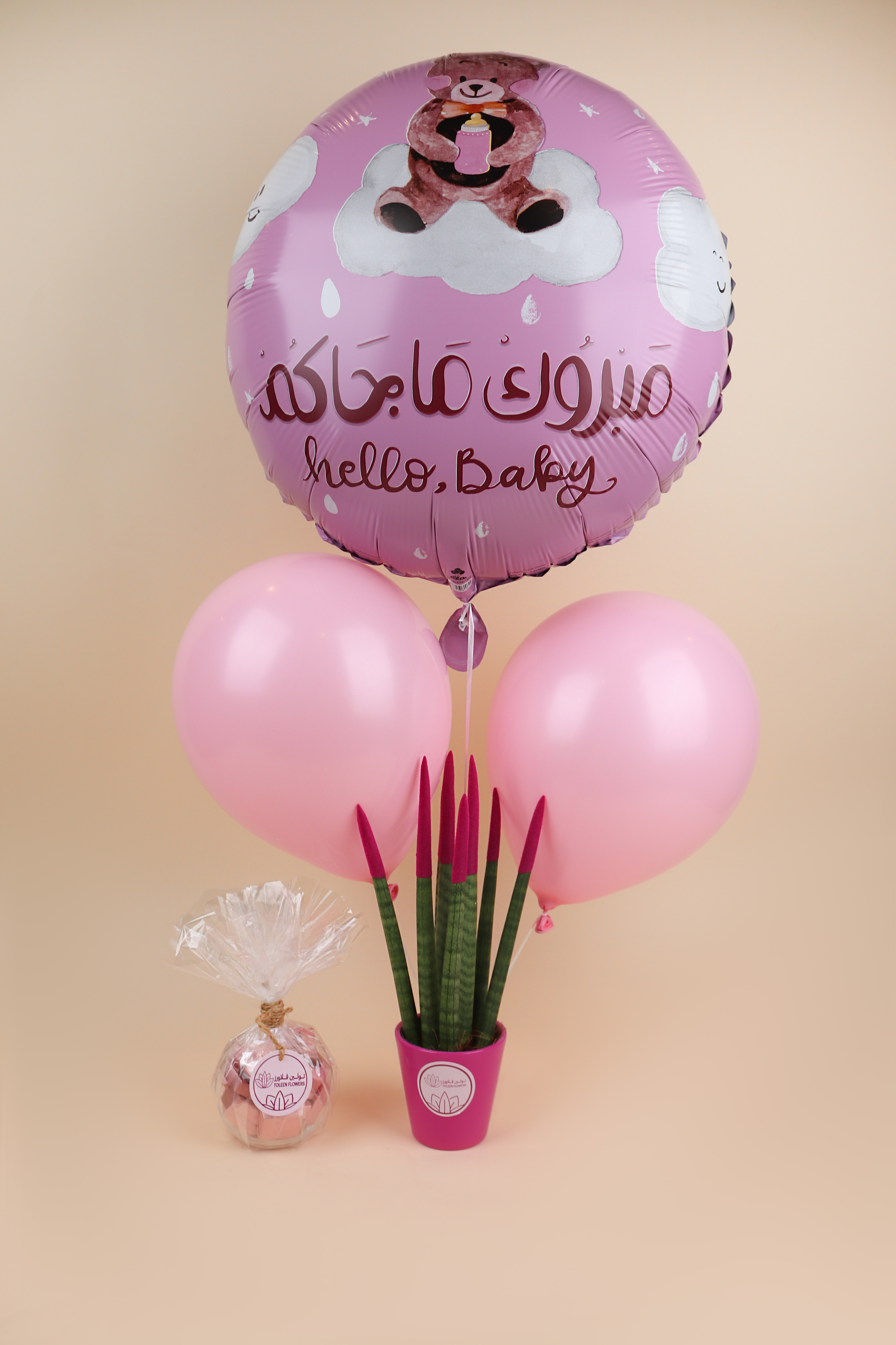  صبار سنسفيريا 