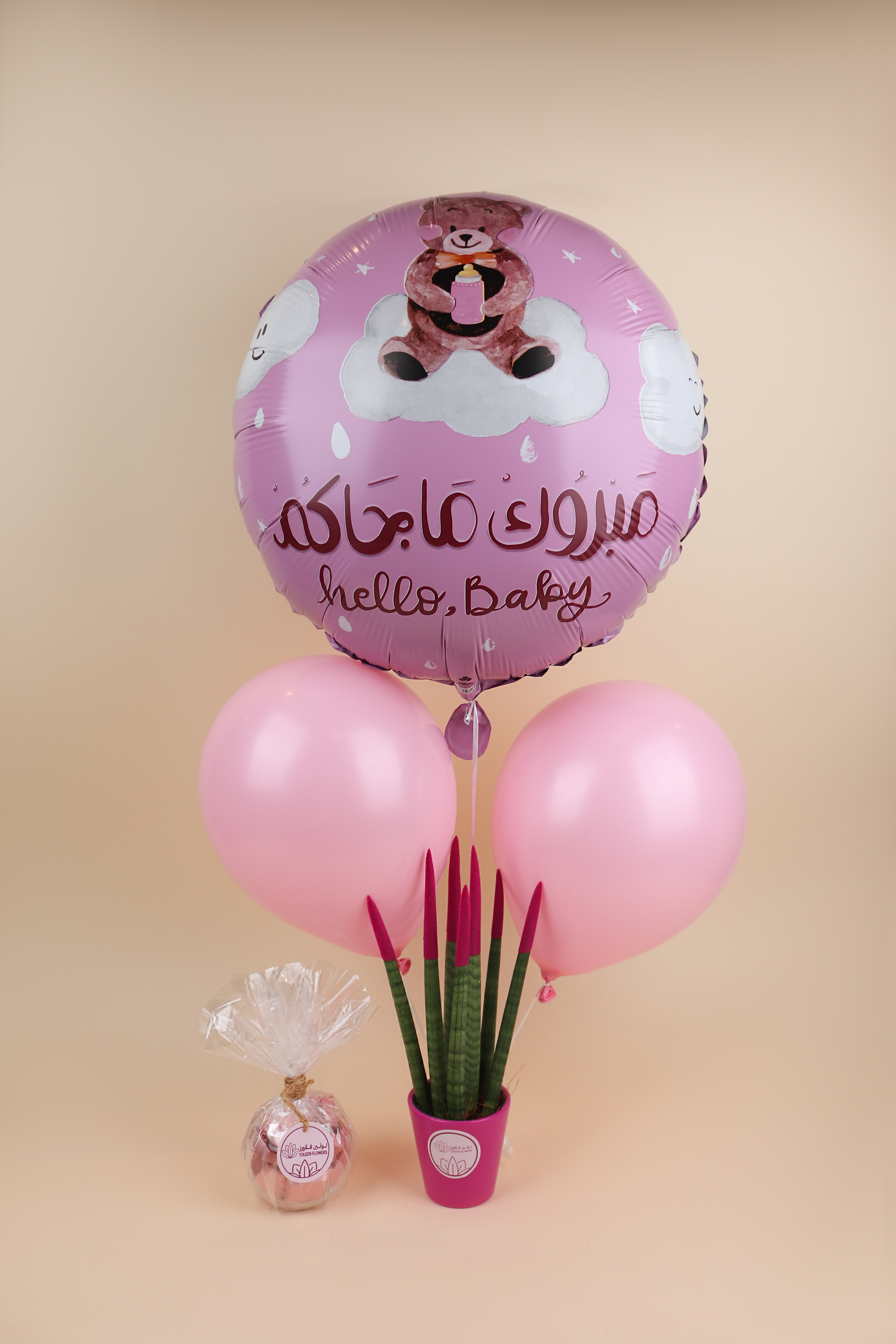  صبار سنسفيريا 