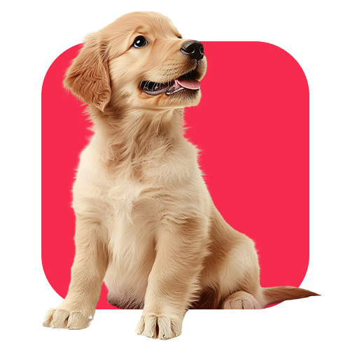 Dog Supplies