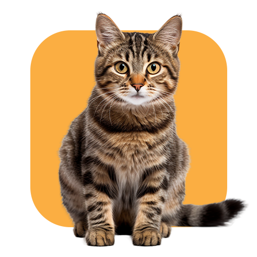 Cat Supplies