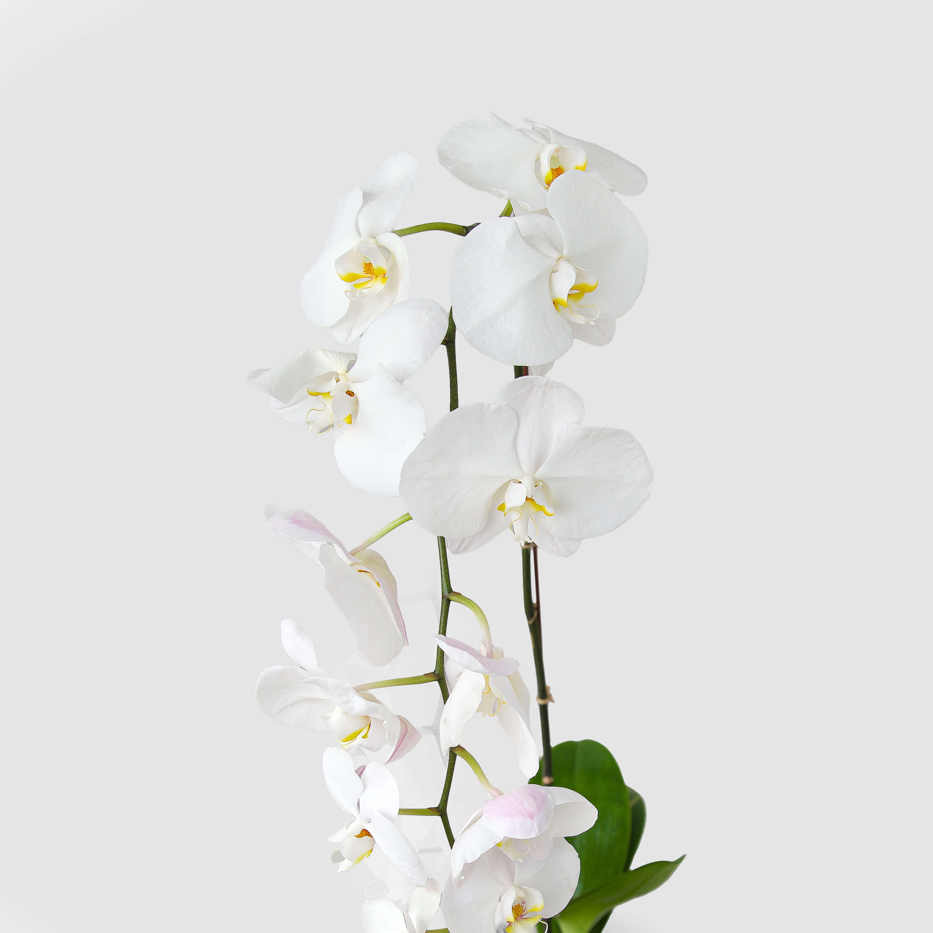 Additional view: White Phalaenopsis Orchid by Raseel Gifts