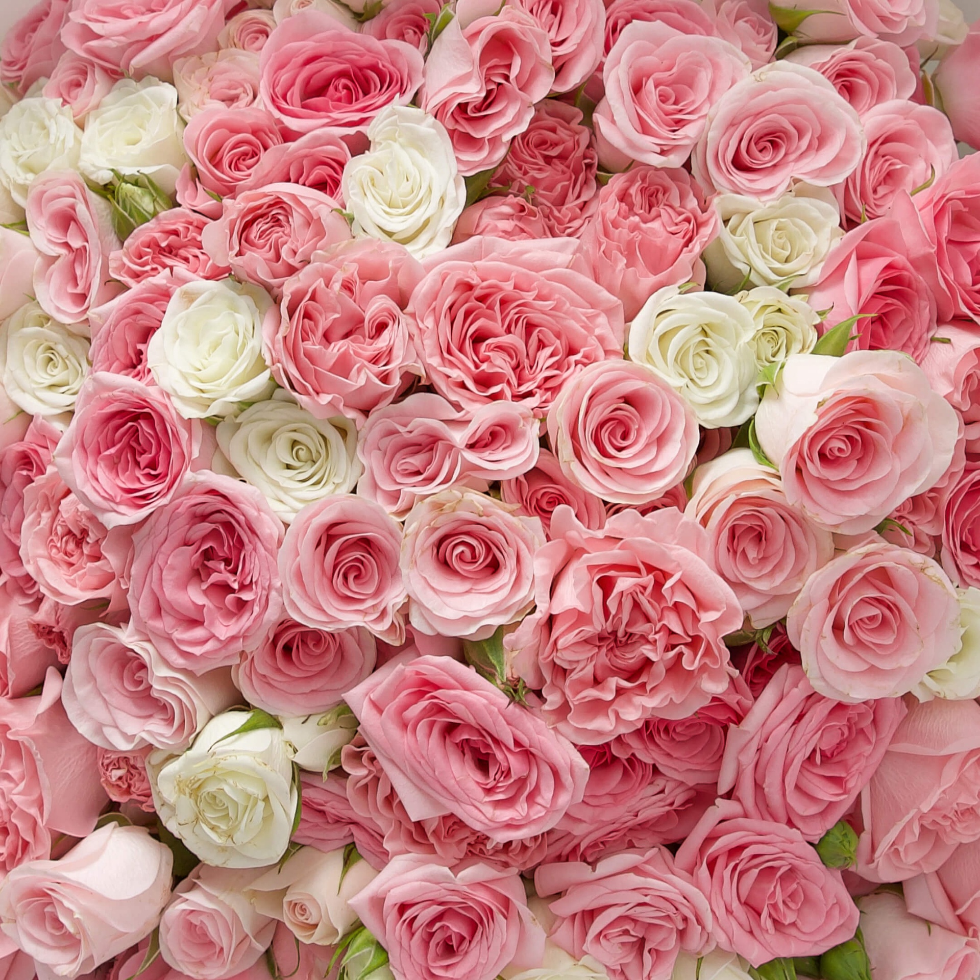 40-stem baby roses in vibrant mixed colors