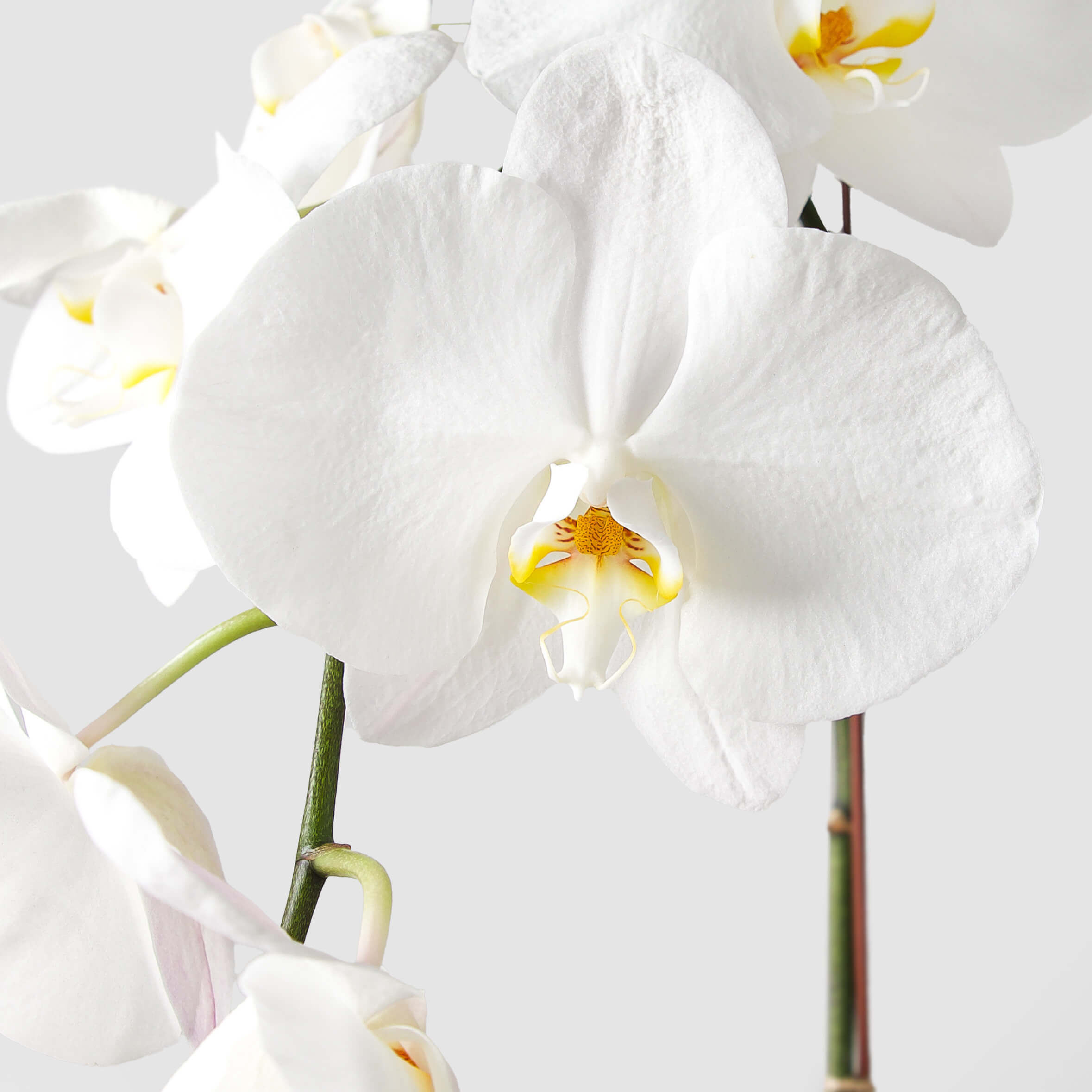 Additional view: White Phalaenopsis Orchid by Raseel Gifts