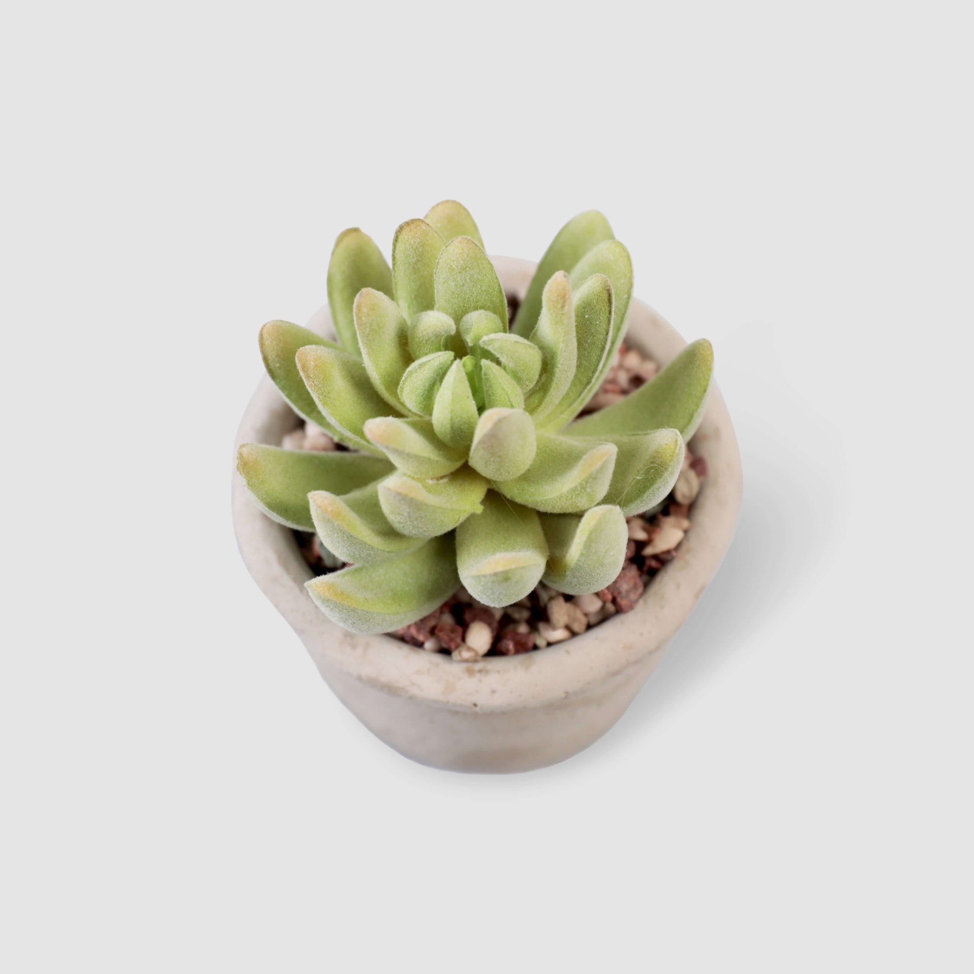 Decorative plant from Raseel store