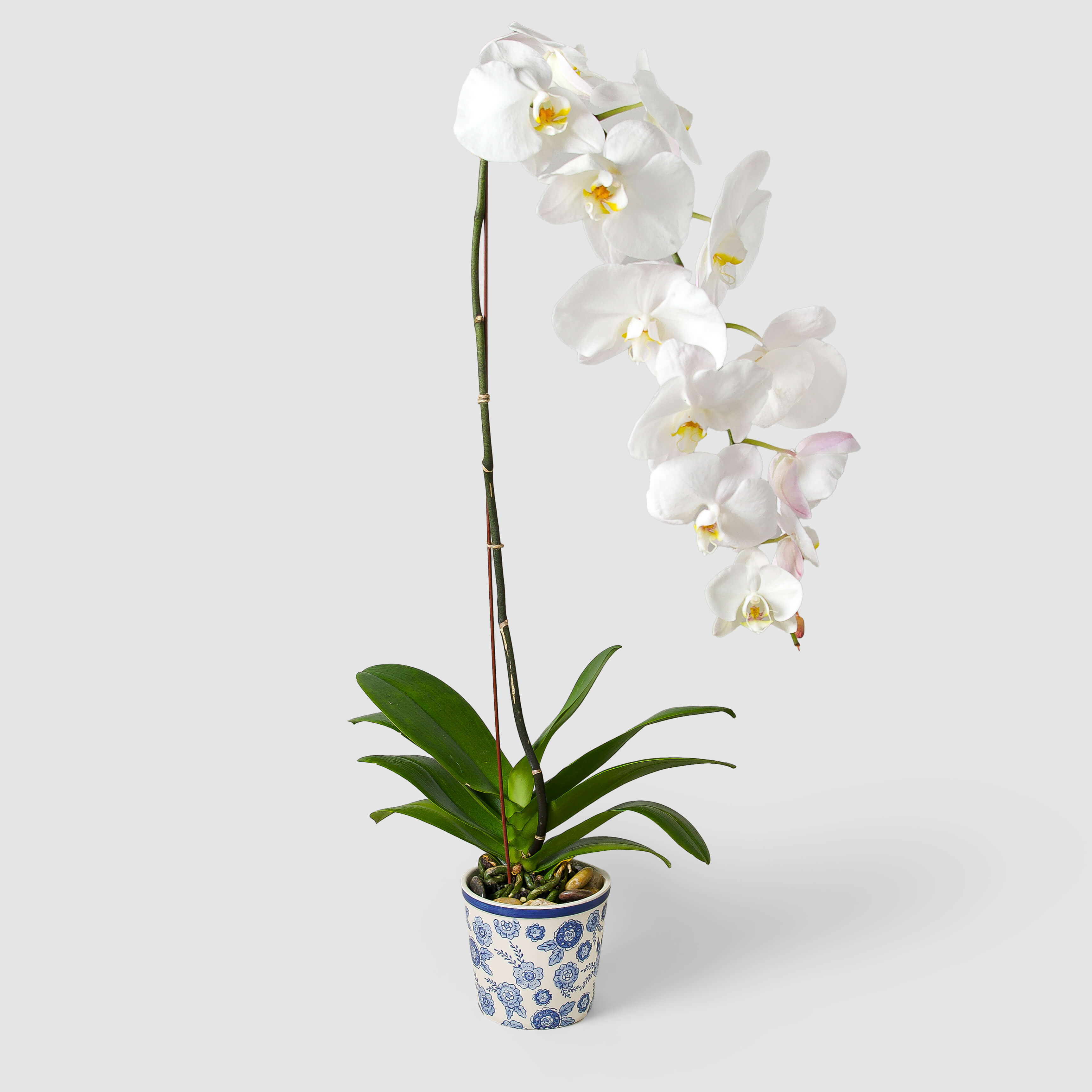 White Phalaenopsis orchid by Raseel Gifts