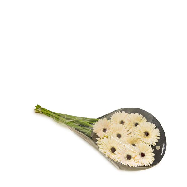 جربيرا أبيض تيريزا، 10 أغصان