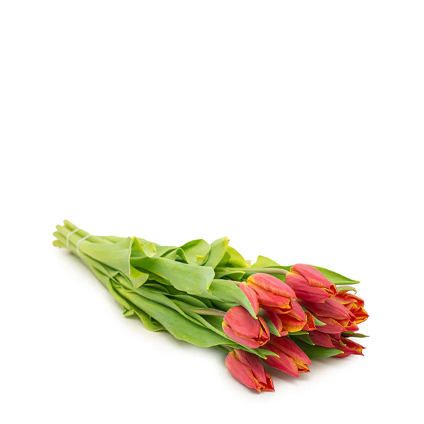 توليب أحمر، 10 أغصان