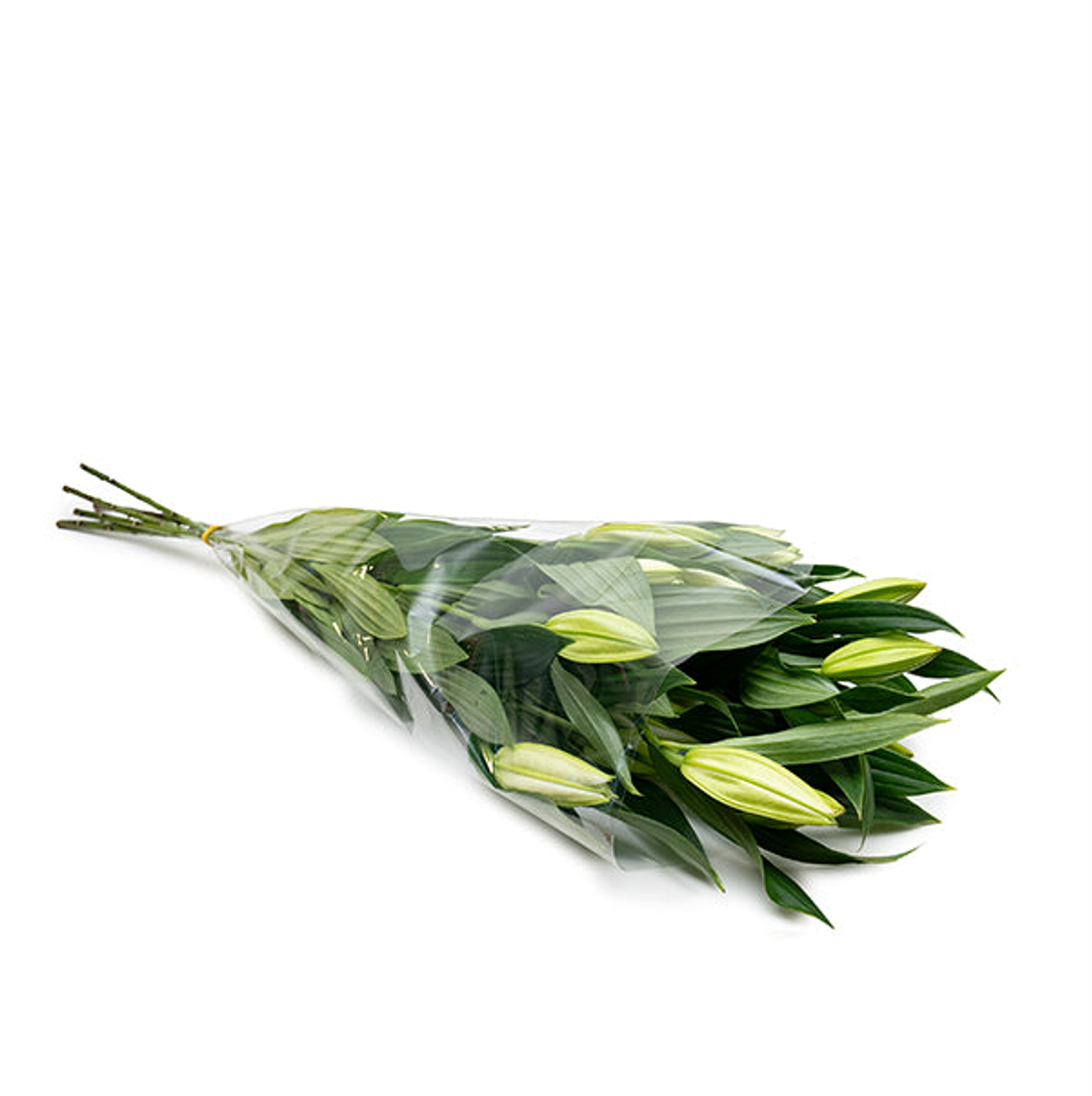 ليليوم وردي داكن – 5 أغصان