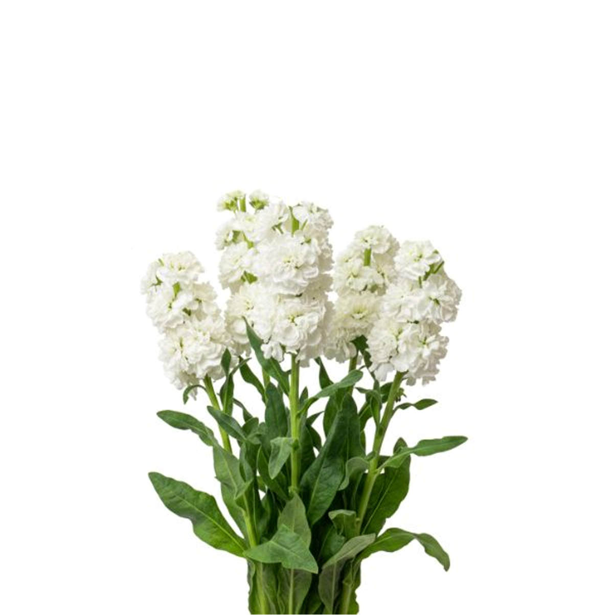 ماثيولا أبيض ، 5 أغصان