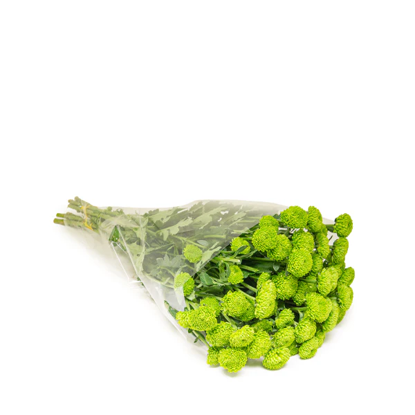 أقحوان جرين، 10 أغصان