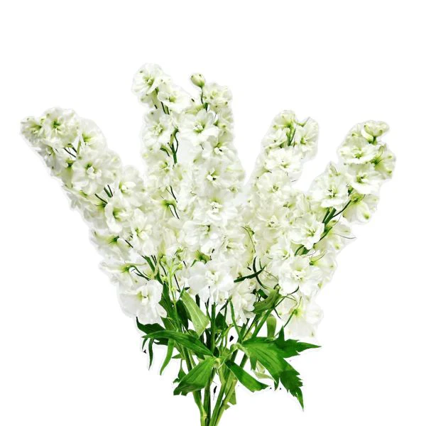 دلفينيوم الأبيض، 5 أغصان
